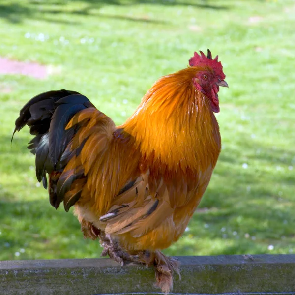 Szabadtartású Csirke Kerítésen — Stock Fotó