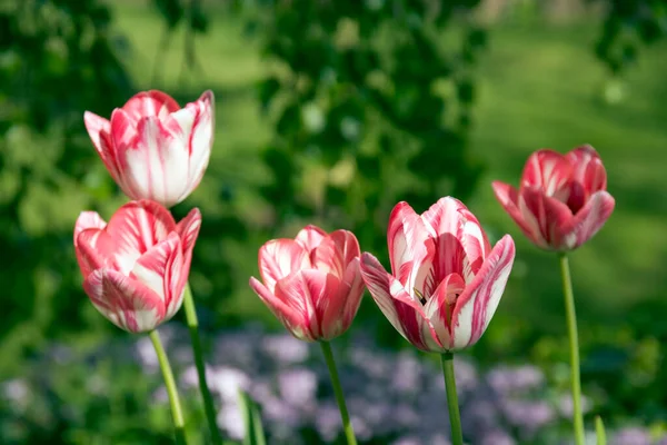 Jardim Primavera Monte Tulipas Listradas Rosa Branco — Fotografia de Stock