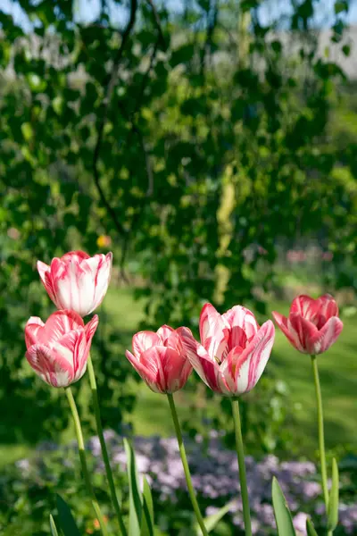 Wiosenny Ogród Kępa Pasiastych Różowych Białych Tulipanów — Zdjęcie stockowe