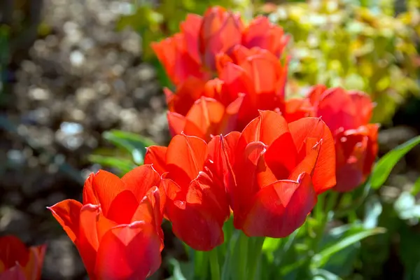 Kępa Czerwonych Tulipanów — Zdjęcie stockowe
