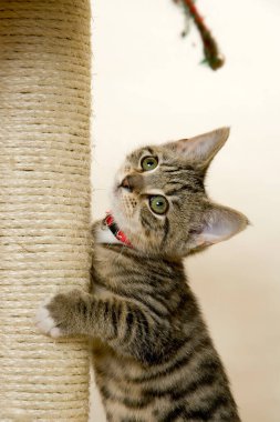 Tırmalama tahtasında oynaşan kedi yavrusu