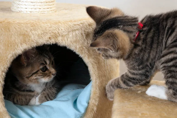 Büyük Bir Tırmalama Direğinde Iki Oyuncu Kedi Yavrusu — Stok fotoğraf