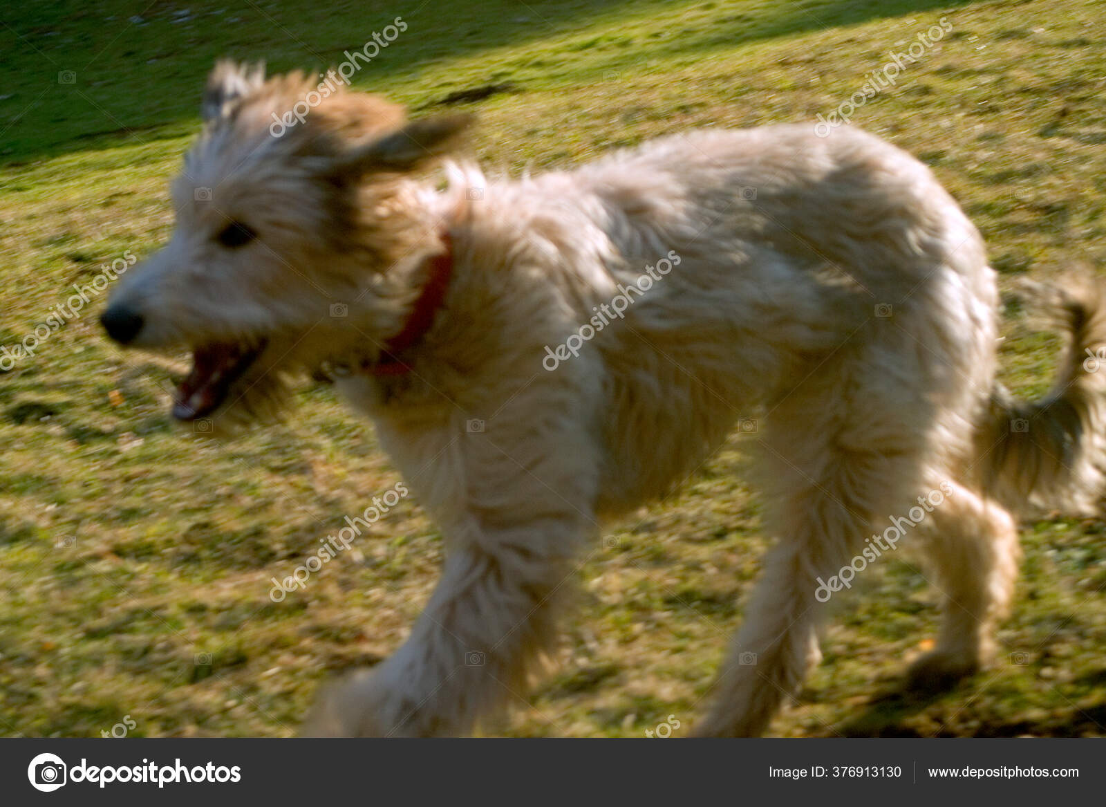 long haired lurcher dog
