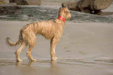 Pet Lurcher puppy dog bitch playing on beach
