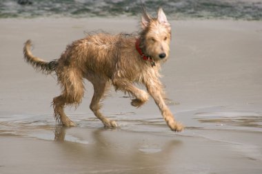 Pet Lurcher puppy dog bitch playing on beach
