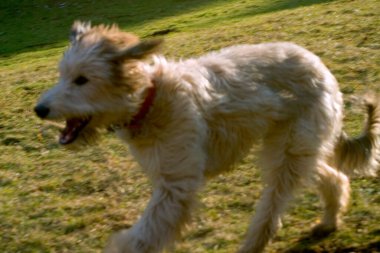 Pet Lurcher puppy dog bitch running, blurred