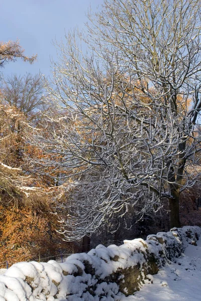Кам Яна Стіна Гілки Дерев Снігу Поблизу Бізлі Котсуолдс Глостершир — стокове фото