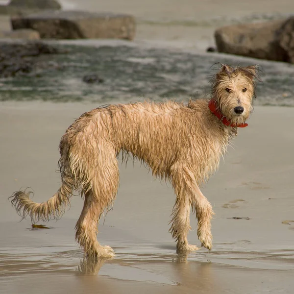 What Kind Of Dog Is A Lurcher