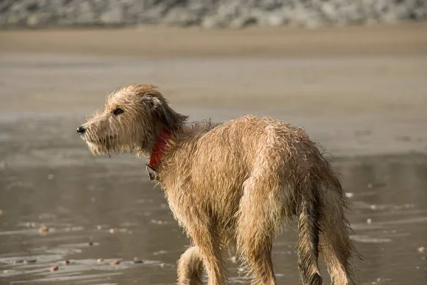 Pet Lurcher Puppy Dog Bitch Playing Beach — Stockfoto