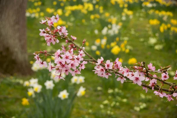 Różowy Wiosenny Kwiat Drzewa Rozmytymi Żonkilami Poza — Zdjęcie stockowe