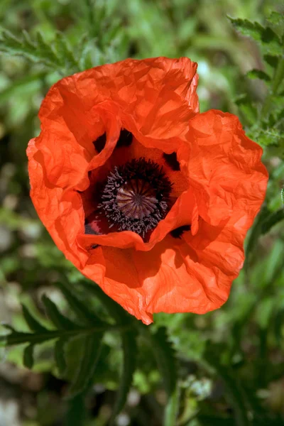 Een Enkele Rode Papaver — Stockfoto