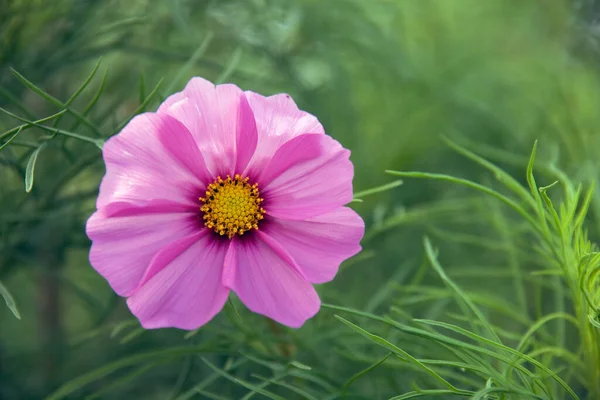 Una Sola Flor Cosmos Malva — Foto de Stock