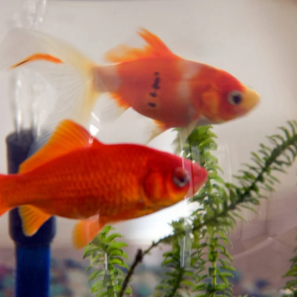 Pet goldfish in a large glass bowl