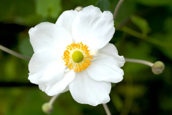 Uma Única Flor Anenome Japonês Branco Amarelo — Fotografia de Stock