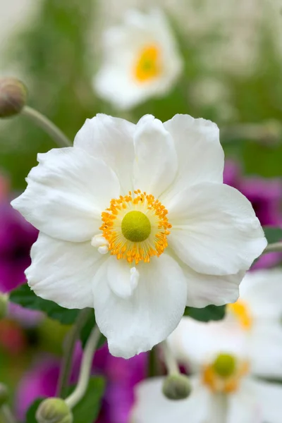 Single White Yellow Japanese Anenome Flower — Stock Photo, Image