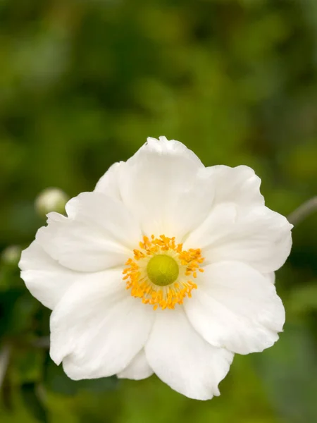 Uma Flor Anenome Japonês Branco Amarelo — Fotografia de Stock