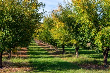 Tournon d 'Agenais, Lot et Garonne, Fransa kırsalındaki erik ağacı bahçelerinde yapraklar sonbahar renklerine dönüşüyor.