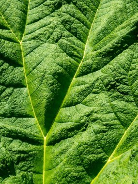 Topçu yaprağı tam kare arkaplan dokusu