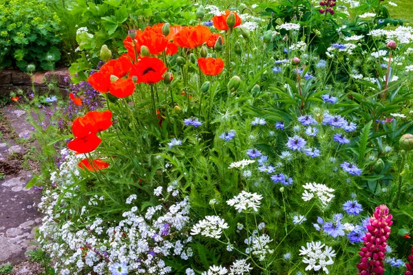 Colourful Summer Cottage Garden Border Poppies Love Mist — Stock Photo, Image