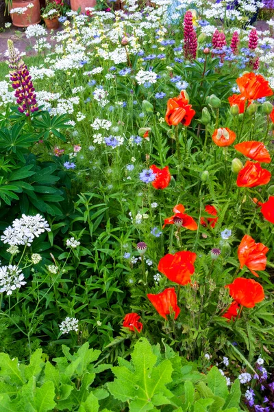 Colourful Summer Cottage Garden Border Poppies Lupins — Stock Photo, Image