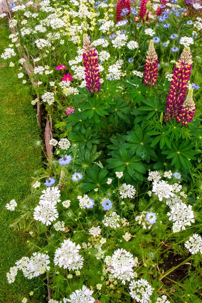 Colourful Summer Cottage Garden Border Lupins — Stock Photo, Image