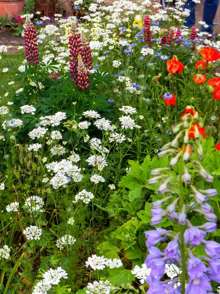 Colourful Summer Cottage Garden Border Poppies Lupins — Stock Photo, Image