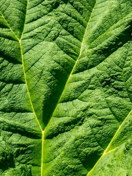 Gunnera Leaf Full Frame Background Texture — Stock Photo, Image