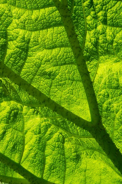 Gunnera Blad Full Ram Bakgrund Struktur — Stockfoto