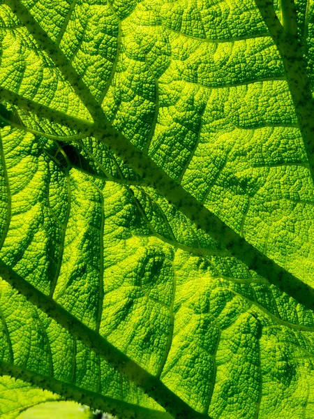 Gunnera Leaf Full Frame Background Texture — Stock Photo, Image