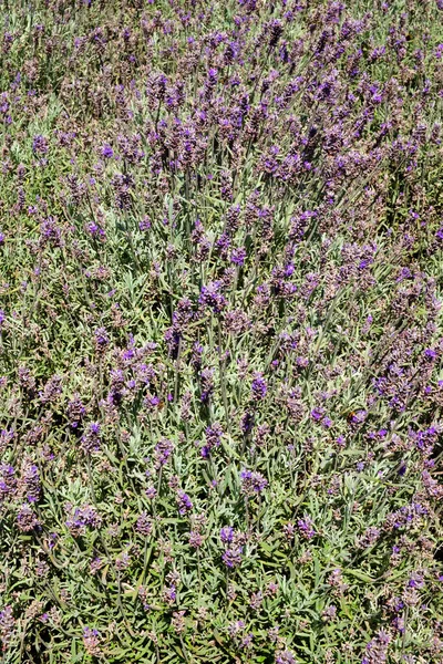 정원에 라벤더 — 스톡 사진