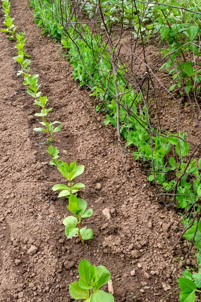 Loteamento Lote Jovens Plantas Feijão Largo Ervilha Fileiras — Fotografia de Stock