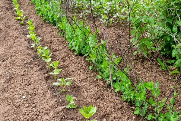 Loteamento Lote Jovens Plantas Feijão Largo Ervilha Fileiras — Fotografia de Stock