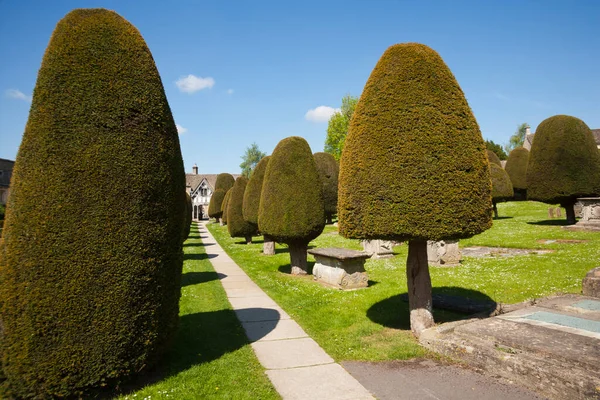 Ηνωμένο Βασίλειο Gloucestershire Cotswolds Painswick Churchyard Και Γνωστά Του Δένδρα — Φωτογραφία Αρχείου