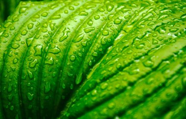 Çiçek yaprağı yağmurda sunucudur, seçici odaklanma, yakın plan