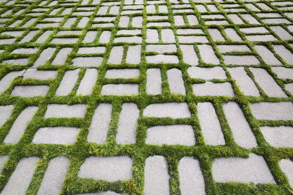 부 화 한 잔디 V 패턴 — 스톡 사진