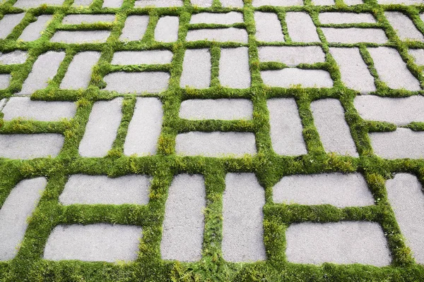 Patroon met een gekiemde gras Iv — Stockfoto