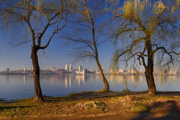 Alberi sulla riva del fiume II — Foto Stock