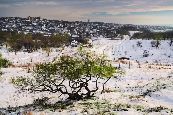 Árboles en las colinas de primavera cubiertos de nieve IV — Foto de Stock