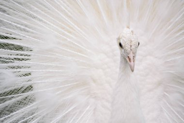 Erkek beyaz tavus kuşu kuyruk tüyleri Xv yayılır