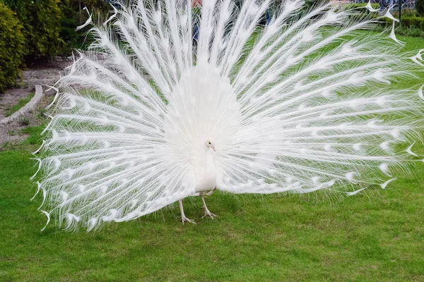 Los pavos reales blancos machos son plumas de cola extendidas — Foto de Stock