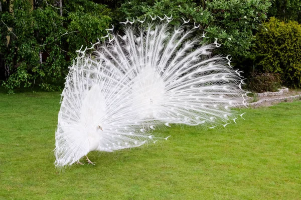 Les paons blancs mâles sont étalés plumes de queue VII — Photo