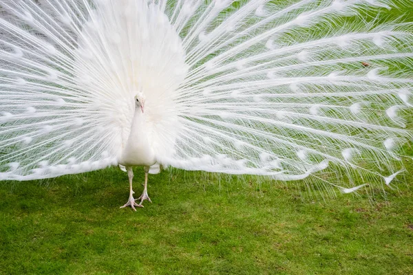 Les paons blancs mâles sont des plumes de queue étalées X — Photo