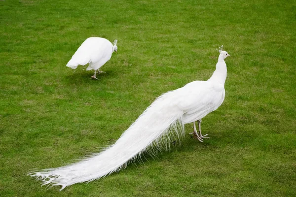 Male white peacocks are spread tail-feathers XIII — Stock Photo, Image