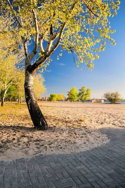 Beautiful birch tree in the golden rays of the rising sun on the beach — Stock Photo, Image