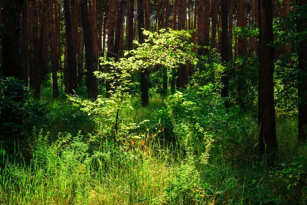 Un árbol solitario en un bosque oscuro iluminado por la luz del sol en un día de verano — Foto de Stock