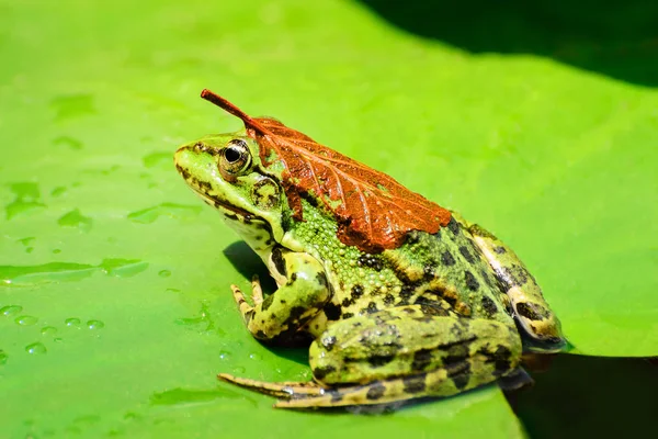 Una rana con una hoja de naranja en la espalda se sienta sobre una hoja de un lirio de agua en un lago en medio de un bosque en un cálido y soleado día de verano II —  Fotos de Stock