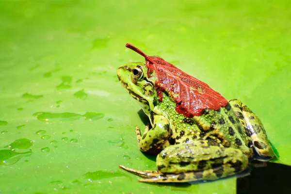 在一个温暖、阳光明媚的夏日里, 一只背上有红叶的青蛙坐在森林中央的湖面上的睡莲上 — 图库照片