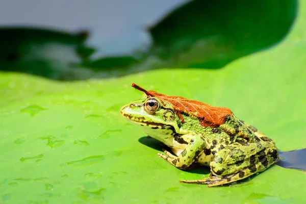 Een kikker met een oranje blad op zijn rug zit op een blad van een waterlelie op een meer in het midden van een bos op een warme, zonnige zomerdag Iv — Stockfoto