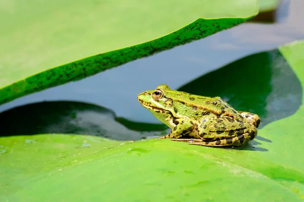 A frog sits on a leaf of a water lily on a lake in the middle of a forest on a warm, sunny summer day — Stock Photo, Image