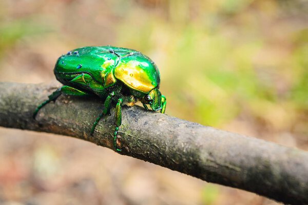 May beetle in droplets of water after rain sits on a plant branch lit by the sun